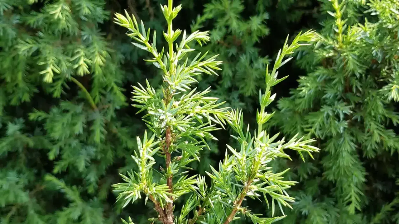 Nahaufnahme von jungen, hellgrünen Wacholderzweigen. Die feinen Nadeln sind spitz. Vorsicht bei der Bestimmung, Wacholder Verwechslungsgefahr mit anderen Nadelgehölzen.