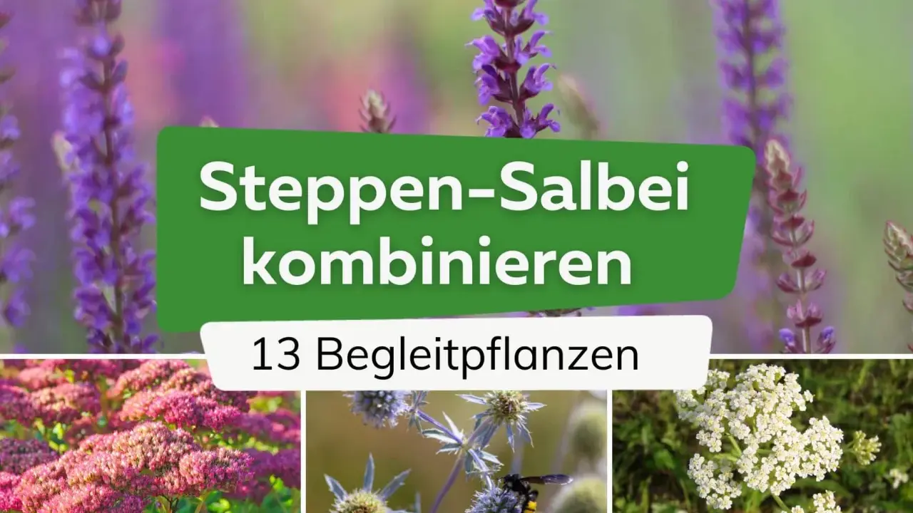 Steppen-Salbei kombinieren: 13 Begleitpflanzen für Ihren Garten. Lila Salbei, rosa Sedum und weiße Schafgarbe zeigen, was zu Salbei passt.