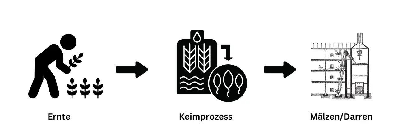 Schritte der Whisky Herstellung: Ernte, Keimprozess und Mälzen/Darren.