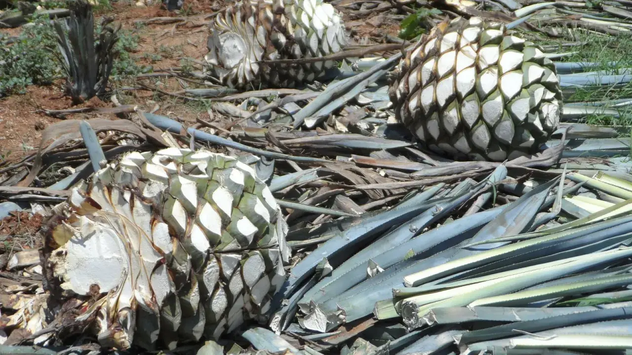 Agavenherzen liegen auf dem Boden, bereit zur Verarbeitung. Aus ihnen wird Tequila gemacht, ein beliebtes mexikanisches Getränk.
