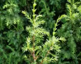 Nahaufnahme von jungen, hellgrünen Wacholderzweigen. Die feinen Nadeln sind spitz. Vorsicht bei der Bestimmung, Wacholder Verwechslungsgefahr mit anderen Nadelgehölzen.