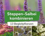 Steppen-Salbei kombinieren: 13 Begleitpflanzen für Ihren Garten. Lila Salbei, rosa Sedum und weiße Schafgarbe zeigen, was zu Salbei passt.