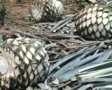 Agavenherzen liegen auf dem Boden, bereit zur Verarbeitung. Aus ihnen wird Tequila gemacht, ein beliebtes mexikanisches Getränk.