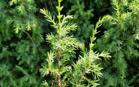 Nahaufnahme von jungen, hellgrünen Wacholderzweigen. Die feinen Nadeln sind spitz. Vorsicht bei der Bestimmung, Wacholder Verwechslungsgefahr mit anderen Nadelgehölzen.