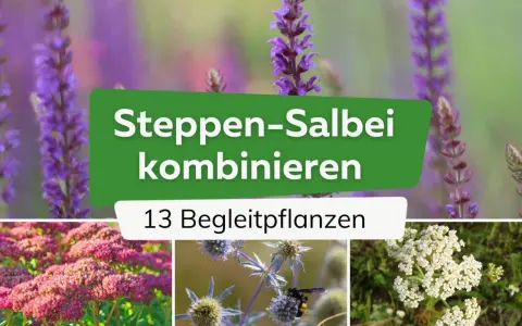 Steppen-Salbei kombinieren: 13 Begleitpflanzen für Ihren Garten. Lila Salbei, rosa Sedum und weiße Schafgarbe zeigen, was zu Salbei passt.