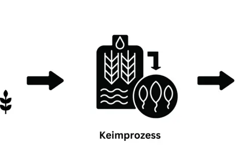 Schritte der Whisky Herstellung: Ernte, Keimprozess und Mälzen/Darren.
