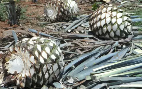 Agavenherzen liegen auf dem Boden, bereit zur Verarbeitung. Aus ihnen wird Tequila gemacht, ein beliebtes mexikanisches Getränk.