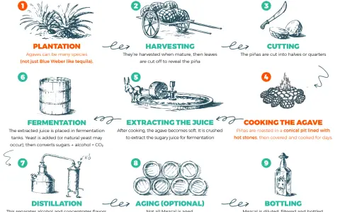 Schritte der Mezcal Herstellung: Anbau, Ernte, Schneiden, Kochen, Zerkleinern, Gärung, Destillation, optional Reifung und Abfüllung.