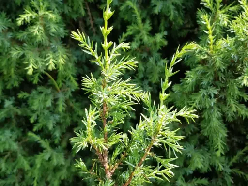 Nahaufnahme von jungen, hellgrünen Wacholderzweigen. Die feinen Nadeln sind spitz. Vorsicht bei der Bestimmung, Wacholder Verwechslungsgefahr mit anderen Nadelgehölzen.