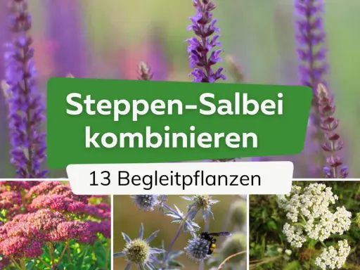 Steppen-Salbei kombinieren: 13 Begleitpflanzen für Ihren Garten. Lila Salbei, rosa Sedum und weiße Schafgarbe zeigen, was zu Salbei passt.