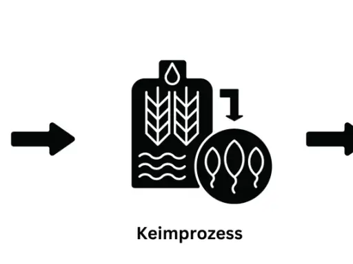 Schritte der Whisky Herstellung: Ernte, Keimprozess und Mälzen/Darren.