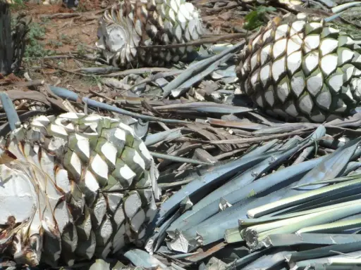Agavenherzen liegen auf dem Boden, bereit zur Verarbeitung. Aus ihnen wird Tequila gemacht, ein beliebtes mexikanisches Getränk.