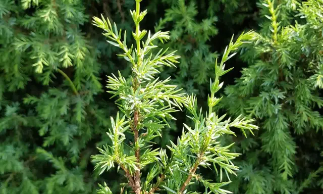 Nahaufnahme von jungen, hellgrünen Wacholderzweigen. Die feinen Nadeln sind spitz. Vorsicht bei der Bestimmung, Wacholder Verwechslungsgefahr mit anderen Nadelgehölzen.