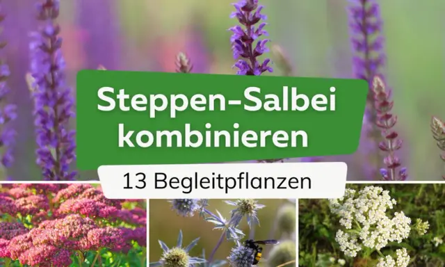 Steppen-Salbei kombinieren: 13 Begleitpflanzen für Ihren Garten. Lila Salbei, rosa Sedum und weiße Schafgarbe zeigen, was zu Salbei passt.