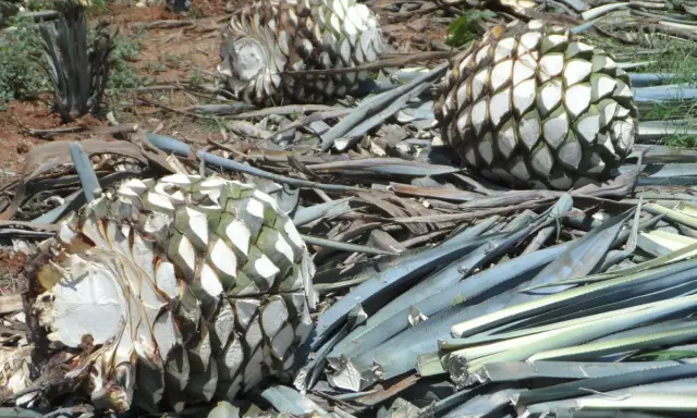 Agavenherzen liegen auf dem Boden, bereit zur Verarbeitung. Aus ihnen wird Tequila gemacht, ein beliebtes mexikanisches Getränk.