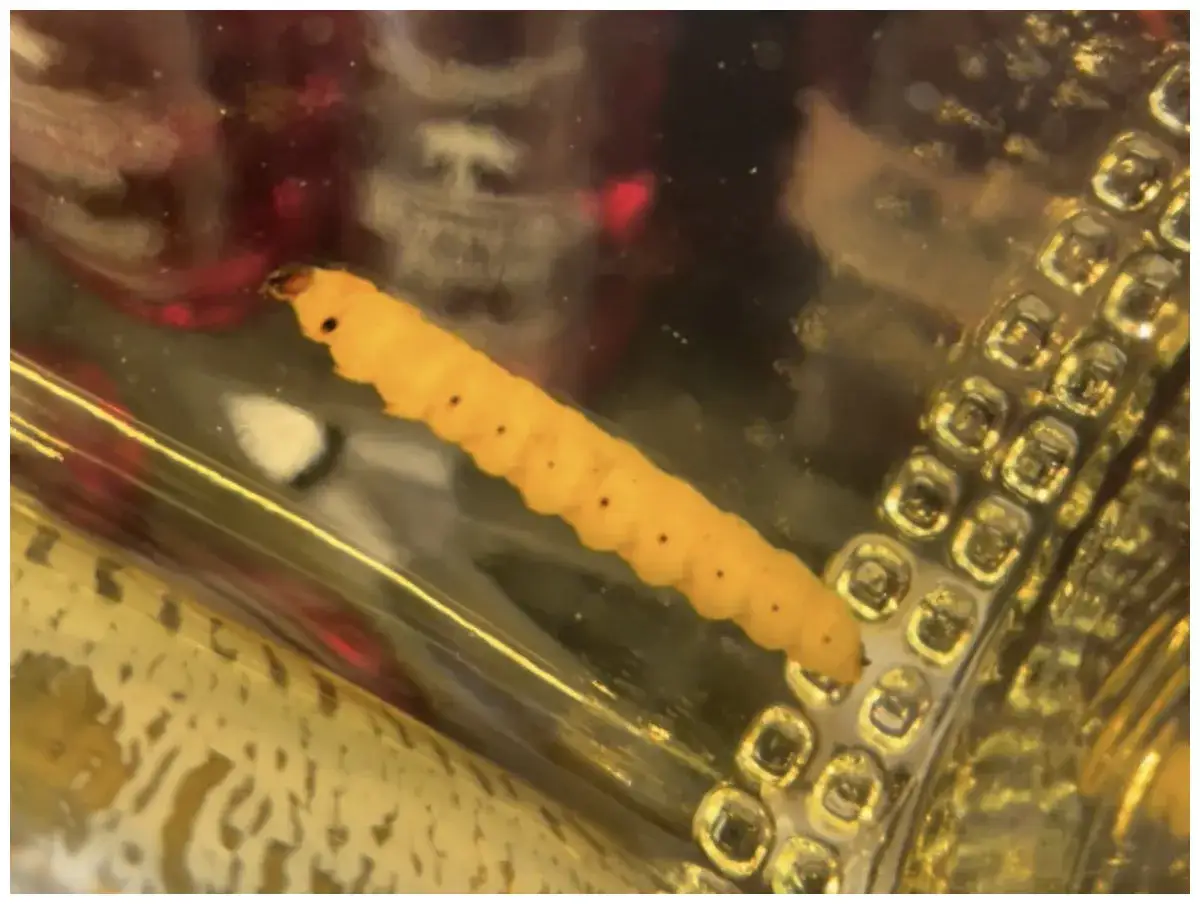 Ein gelber Wurm schwimmt in einer Flasche mit Tequila. Der Wurm hat schwarze Punkte und ist von Blasen umgeben.