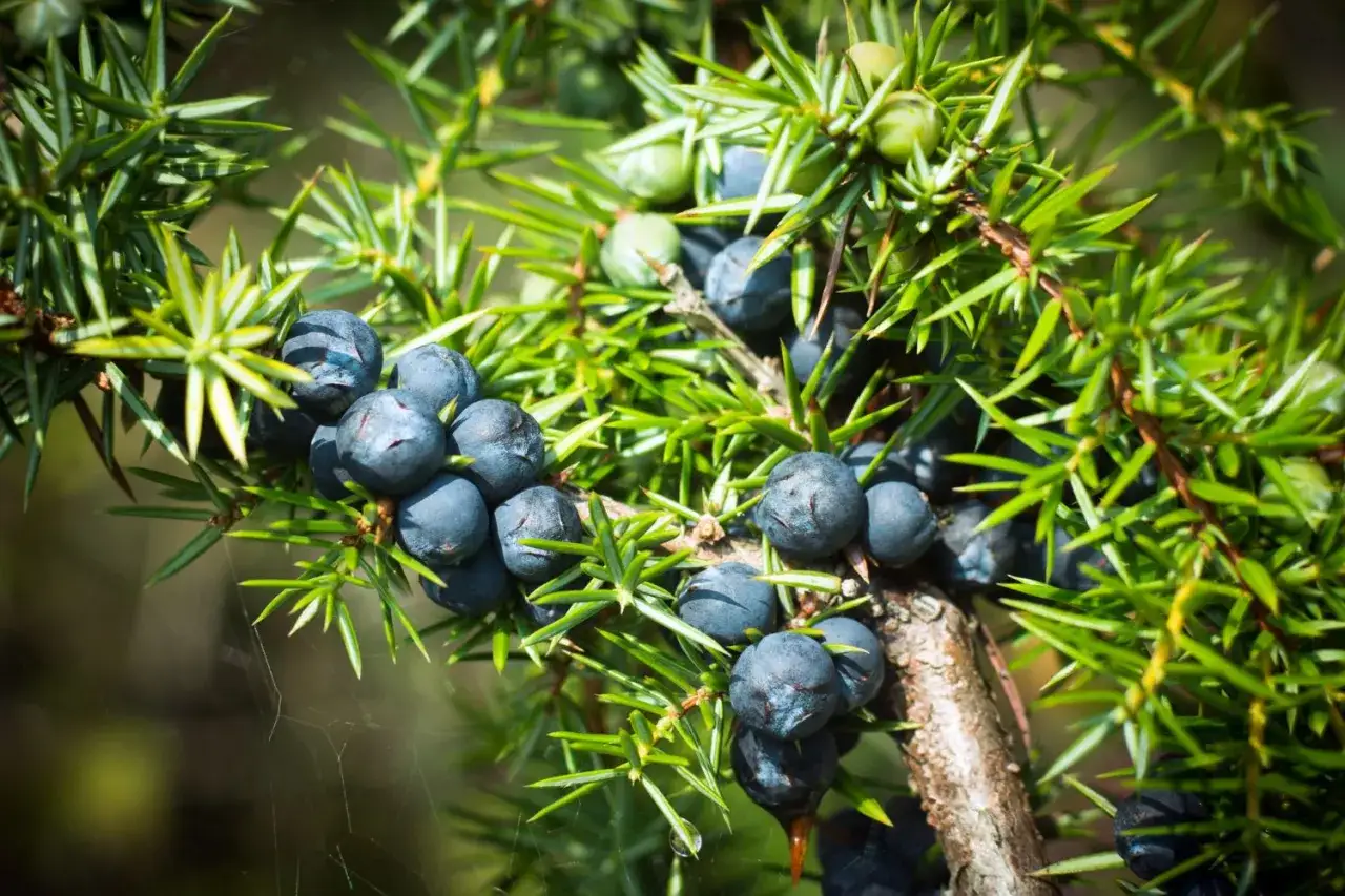 Reife Wacholderbeeren an einem Zweig. Ihr würziger Wacholder Geschmack macht sie unverzichtbar für Gin und Wildgerichte.