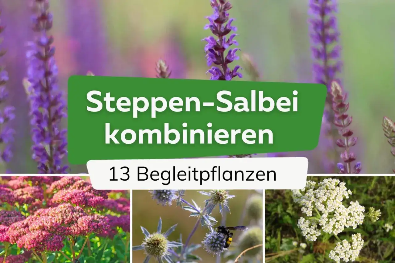 Steppen-Salbei kombinieren: 13 Begleitpflanzen für Ihren Garten. Lila Salbei, rosa Sedum und weiße Schafgarbe zeigen, was zu Salbei passt.