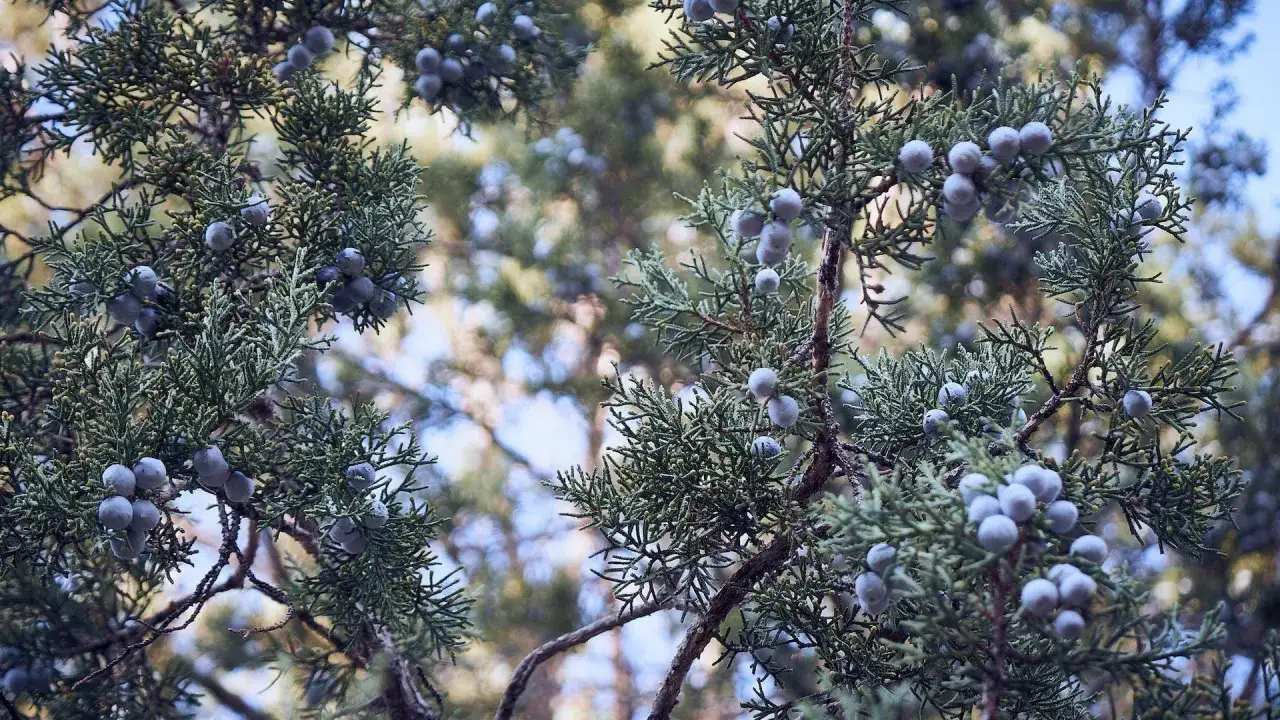 Wacholderbeeren an einem Zweig. Sie sind die Grundlage f&uuml;r das, was bedeutet Gin, ein aromatisches Getr&auml;nk.