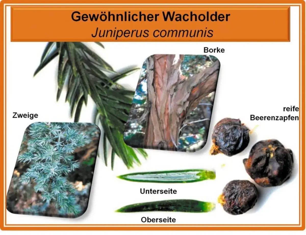 Gewöhnlicher Wacholder: Zweige, Borke, Beeren. Achtung, Wacholder-Verwechslungsgefahr mit giftigen Pflanzen!